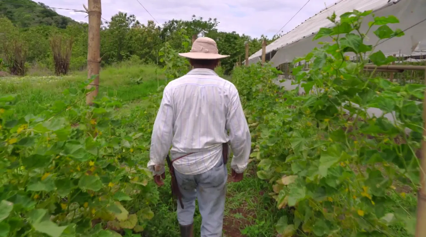 Productor caminando entre el cultivo