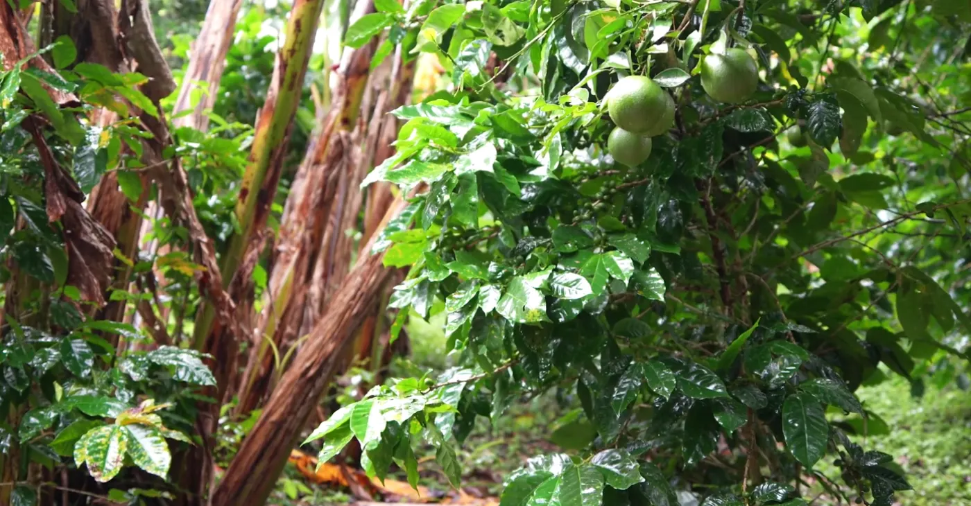 Planta de café en la finca