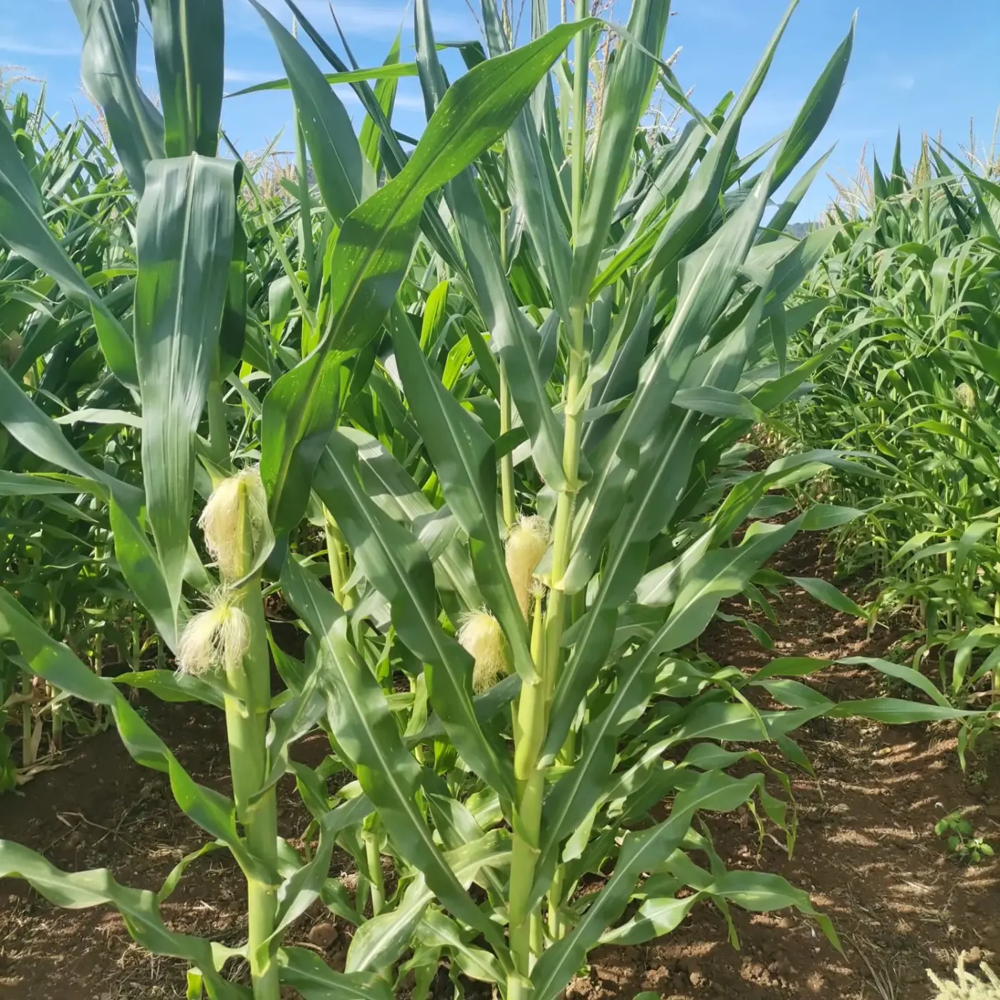 Cultivo de maíz en producción