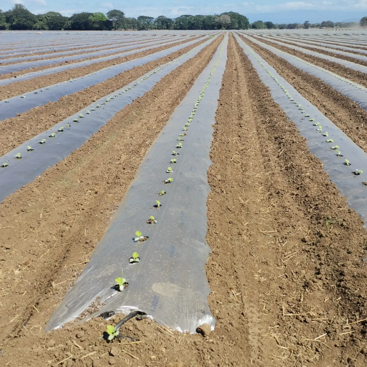 Plantines de melón recién sembrados bajo acolchado plástico
