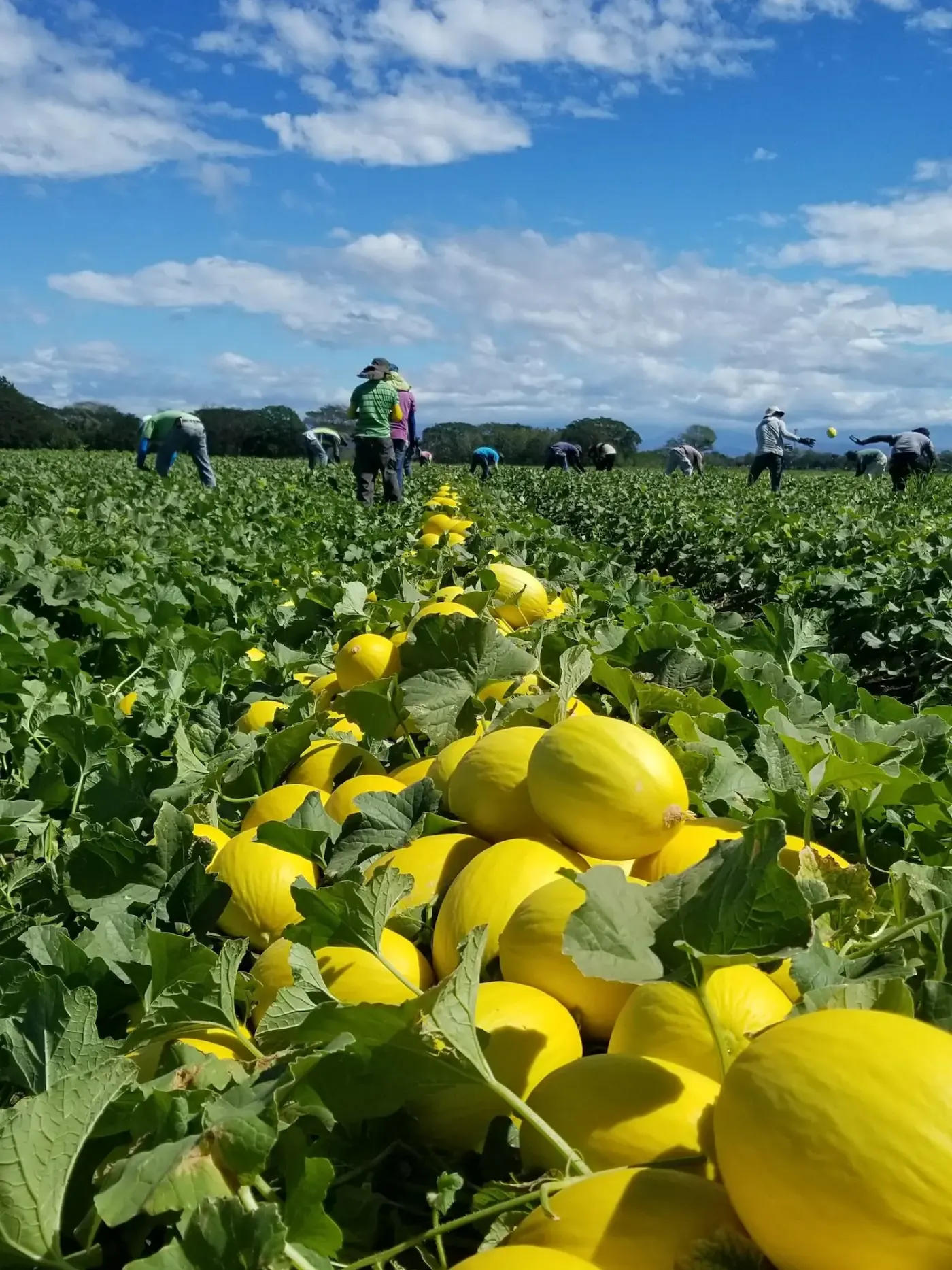 Cosecha de melón con la cuadrilla en el campo